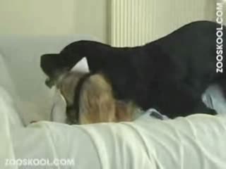 Naughty doggy fucks his silly mistress from behind