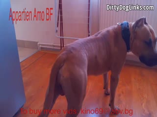 Unbelievable: 100% Homemade Dog Sex with Wet Bulgarian Girl - Free Zoo Porn Dog Download & Animal Video - FREE!