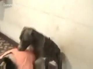 animal sex with dogs in a zoo, adolescent sex with dogs in the zoo, zoophilia xxx movie zoo free porn animal video